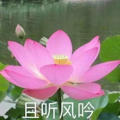 action对魔忍日服下载